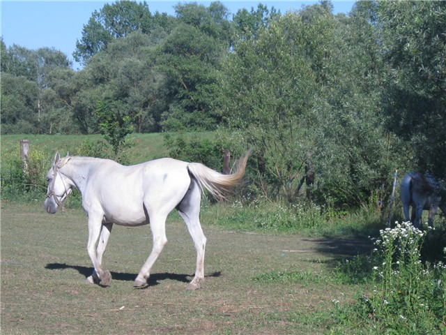 na ranču